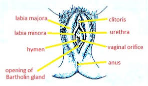 Female reproductive organs external diagram. Cbse Ncert Notes Class 12 Biology Human Reproduction