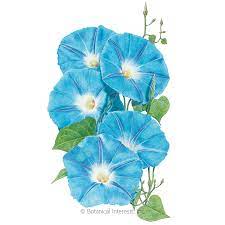 Browse 7,564 morning glory stock photos and images available, or search for morning glory cloud or blue morning glory to find more great stock photos and pictures. Heavenly Blue Morning Glory Seeds Flowers Botanical Interests