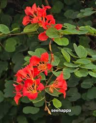 Image result for Rhynchosia galpinii