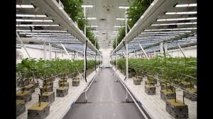 Maybe you would like to learn more about one of these? Fluence Grow Lights At Franklin Bioscience Cannabis Vertical Farm Youtube