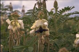 Image result for Tephrosia vogelii