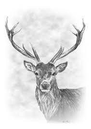 Stag Pencil Drawing By Pencilspenspixels On Deviantart Pencil Drawings Of Animals Deer Drawing Deer Art