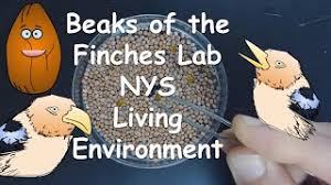 Nys beaks of finches lab date: Beaks Of The Finches Lab Nys Living Environment Walkthrough Virtual Lab Youtube