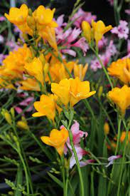 Freesia Single Yellow Freesia Perennial Plants Plants