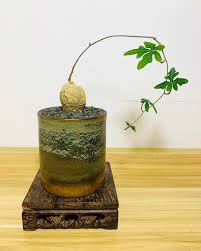 Image result for Adenia stenodactyla