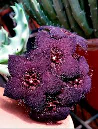 Image result for Orbea melanantha