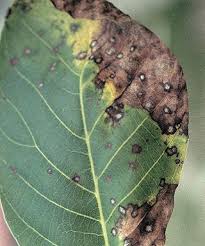 Image result for antraknóza ořešáku