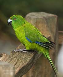 Image result for Cyanotis sp. aff. C. lapidosa