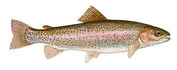 We did not find results for: The Smoky Mountain Rainbow Trout Inside Townsend