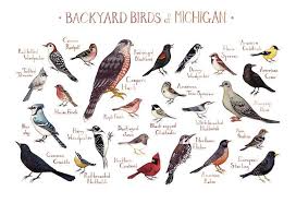 Birds Of Northern Michigan Michigan Backyard Birds Field Guide Art Print Backyard Birds Bird Poster Birds