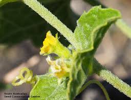 Image result for Cucumis maderaspatanus