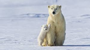 How long is the gestation period of polar bears? Unlike Their Ancestor The Brown Bears Most Polar Bears Don T Den However Pregnant Female Polar Bears Must Den So That Their Tiny Newborn Cubs Are Born In A Warm Protected Environment Or