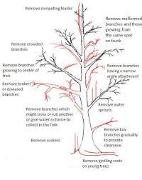 How to trim a tree. Pruning Trees University Of Maryland Extension