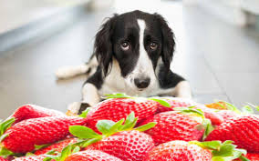 May 16, 2021 · dogs can eat strawberries, which are full of antioxidants, vitamin c, and fiber. Can Dogs Eat Strawberries And How Many Pet Animal World