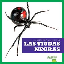Males lack toxicity and are not really known. Amazon Com Las Viudas Negras Black Widows Bullfrog Books Spanish Edition Un Vistazo A Las Aranas An Eye On Spiders Un Vistazo A Las Aranas An Eye On Spiders 9781641280525 Jenna Lee Gleisner