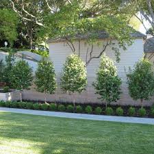 Fruit Trees Back Yard Design Ideas Pictures Remodel And Decor Landscape Design Small Front Yard Landscaping Contemporary Landscape