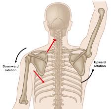 Want to learn more about the types of body movements? Levator Scapula Tension Why You Should Minimize Repetitive Overhead Arm Actions Stacy Dockins