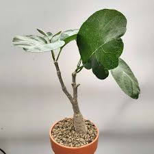 Image result for Fockea multiflora