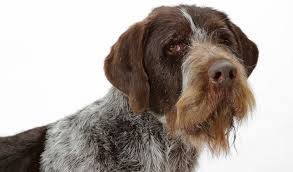 Akc actively advocates for responsible dog ownership and is dedicated to advancing dog sports. German Wirehaired Pointer Breed Information