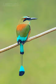 30 красивых животных, которых можно встретить в Коста-Рике | Николлетто