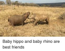 Baby Hippo And Baby Rhino Are Best Friends Friends Meme On Me Me