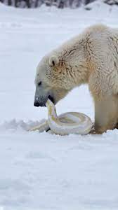 Polar Bear Eating Arctic Snake - Deadly Encounter | TikTok