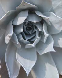 San Diego Botanic Garden het 'n...