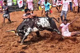 Jallikattu was selected from a total of 27 hindi, malayalam, oria, and marathi films. Jallikattu 2021 Here Is Everything You Need To Know About The Bull Taming Sport Photogallery
