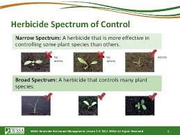 A herbicide is a chemical used to kill or otherwise manage certain species of plants within the cite this article tool, pick a style to see how all available information looks when then, copy and paste the text into your bibliography or works cited list. How Herbicides Work Lesson 2 The Copyright In
