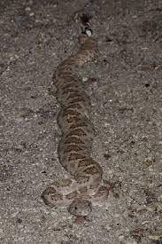 Largest Rattlesnake Biggest Rattlesnake Ever Rattlesnakes That Were Not Reptile Snakes Snake Photos Rattlesnake