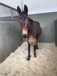 Can you put a chest on a mule in minecraft? They Thought Their Precious Mule Could Never Be Saved Then They Came To The American Fondouk American Fondouk Animal Non Profit In Fez Medina Morocco