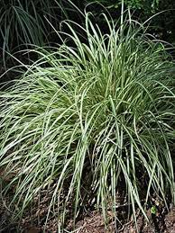 Pin On Garden