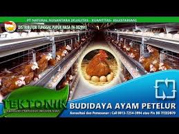 Check spelling or type a new query. 081372543994 Ayam Petelur Usia 6 Bulan Menghasilkan 550 Butir Dengan Nutrisi Viterna Poc Hormonik By Cara Budidaya Prima Agro