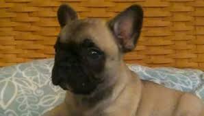Explore 1,037 listings for french bulldog puppies for sale at best prices. The Michigan French Bulldog Home Facebook