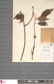 Image result for Sabicea bequaertii