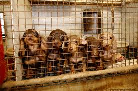 Someone may breed their purebred dog to sell the puppies. Pet Stores Don T Buy The Lie Save A Pet Usa