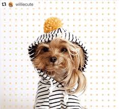 Yavru Kopekler Bu Instagram Hesaplarini Takip Edin My Animals