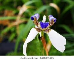 Image result for Neomarica northiana