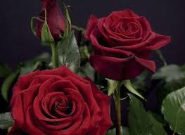 Each rose bloom can be up to 5 in diameter. Rose Black Magic Description Of The Variety And Characteristics Planting And Care Rules With Photos