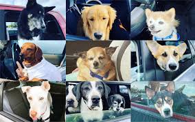 We carry puppies & kittens, all sold with our health guarantee. The Instagram Dogs Of Pdx Airport S Mass Vaccination Site Portland Monthly