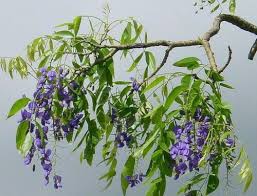 Image result for Bolusanthus speciosus