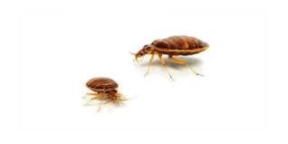 Image result for Cimex Lectularius L