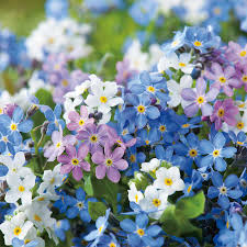 Seminte De Forget Me Not Myosotis Victoria Mix Nu Ma Uita