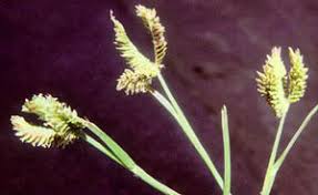 Image result for Tristachya