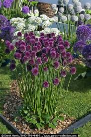 Allium Variety Garten Pflanzen Garten Bepflanzung