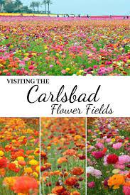 Guide And Tips For Visiting The Carlsbad Flower Fields In Carlsbad California See The Hillside Fields O Carlsbad Flower Fields Flower Field California Travel
