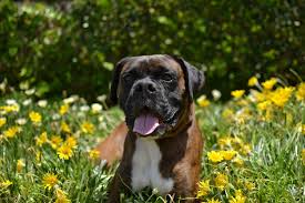 Click on individual boxer to open their profile with more details. West Coast Boxer Rescue Home Facebook