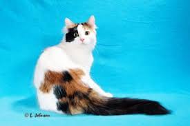 Black And Orange Tortoiseshell Kitten Turkish Van Cat Photos Turkish Van Cats Turkish Van Cats And Kittens