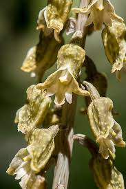 Image result for Gastrodia ballii