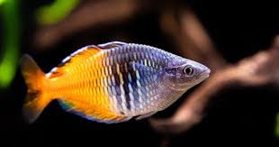 Beautiful Rainbow From A Fishroom Tour In Minnesota Aquarium Aquariumfish Fishtank Fishtanks Guppies Bettafish B Aquarium Fish Rainbow Fish Betta Fish